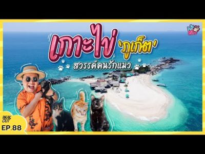 เกาะแมว ‘ภูเก็ต’ ที่เที่ยวสวรรค์ของคนรักแมว!